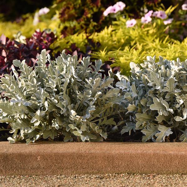 Centaurea ragusina Silver Swirl - Commercial Landscape 1
