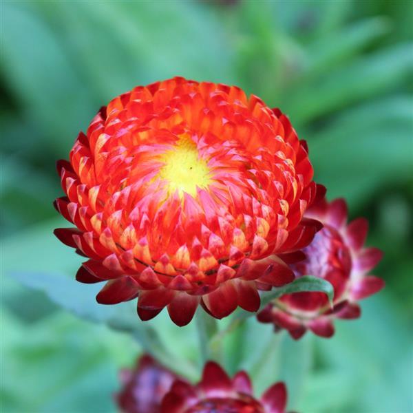 Monstrosum Fireball Helichrysum - Bloom