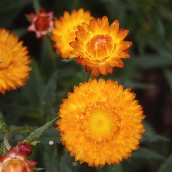 Monstrosum Golden Yellow Helichrysum - Bloom