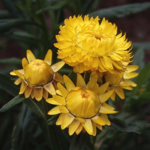 Monstrosum Lemon Yellow Helichrysum - Bloom