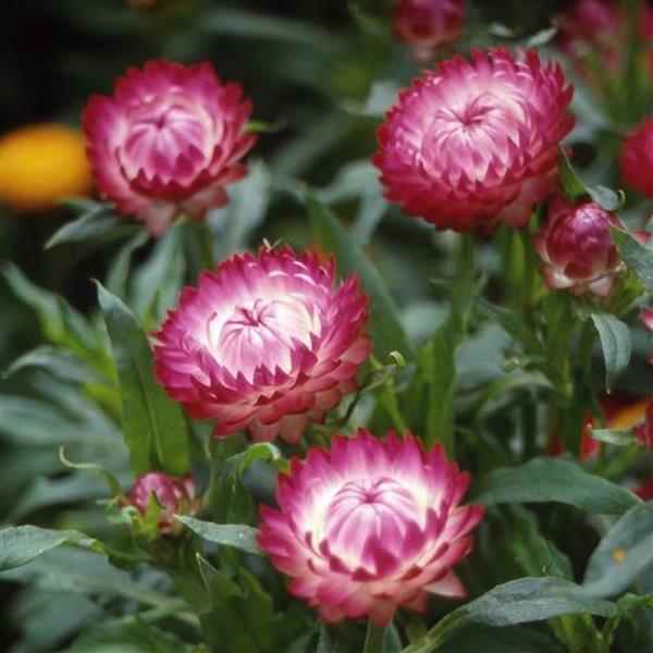 Monstrosum Rose Helichrysum - Bloom