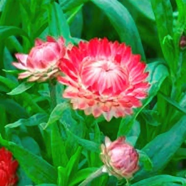 Monstrosum Salmon Helichrysum - Bloom