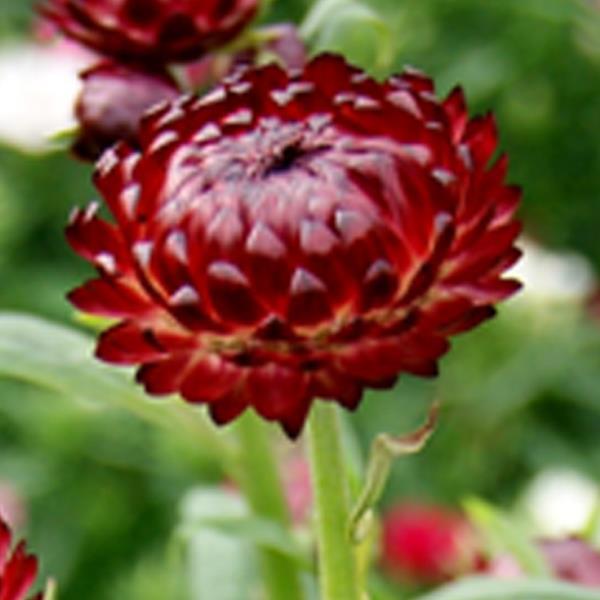 Monstrosum Scarlet Helichrysum - Bloom