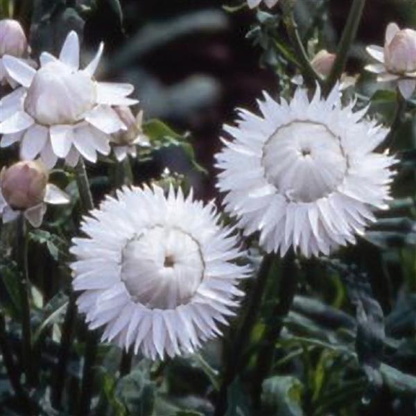 Monstrosum White Helichrysum - Bloom