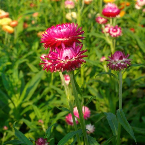 Monstrosum Bright Pink Helichrysum - Landscape