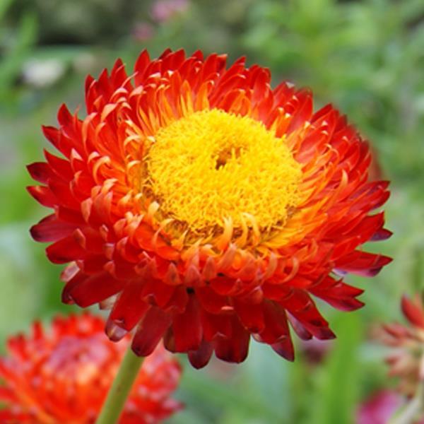 Monstrosum Copper Red Helichrysum - Bloom