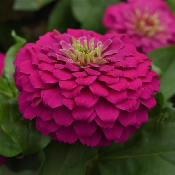 Zesty™ Fuchsia Zinnia - Bloom