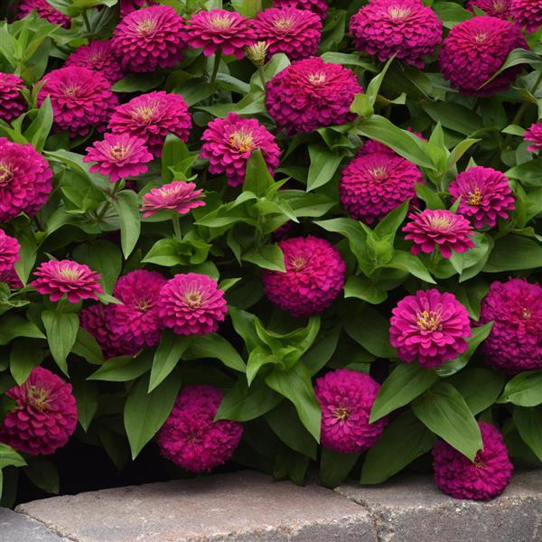 Zesty™ Fuchsia Zinnia - Commercial Landscape 1