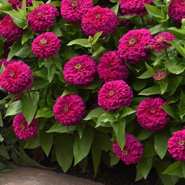 Zesty™ Fuchsia Zinnia - Commercial Landscape 2