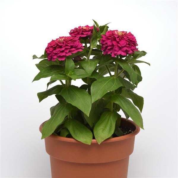 Zesty™ Fuchsia Zinnia - Container