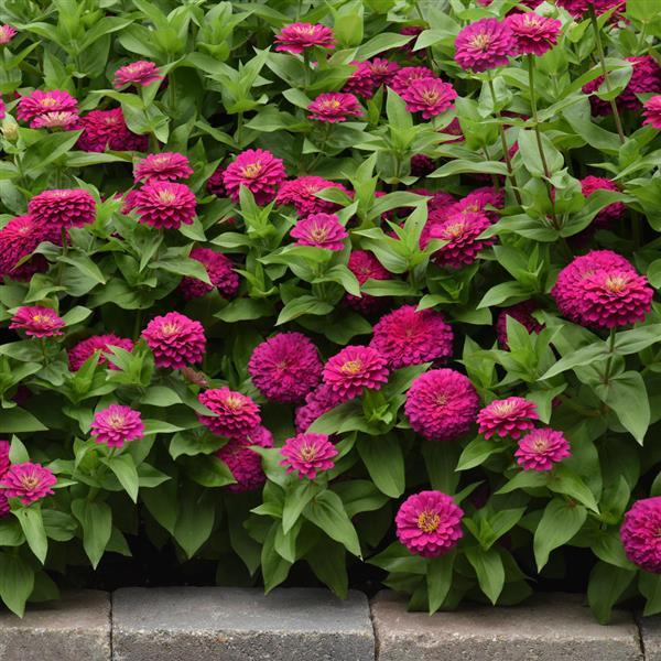 Zesty™ Fuchsia Zinnia - Landscape