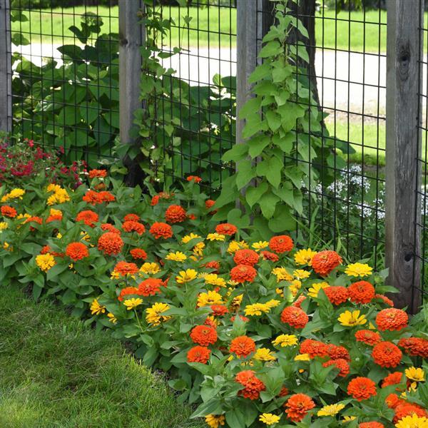 Zesty™ Orange Zinnia - Commercial Landscape 1