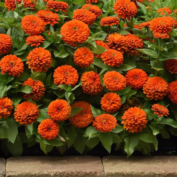 Zesty™ Orange Zinnia - Commercial Landscape 2
