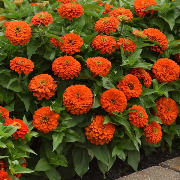 Zesty™ Orange Zinnia - Landscape