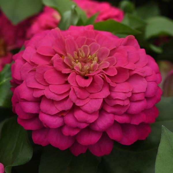 Zesty™ Pink Zinnia - Bloom