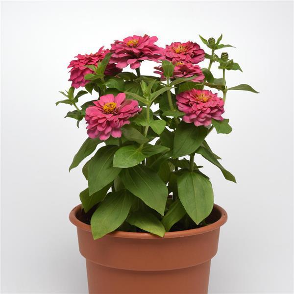 Zesty™ Pink Zinnia - Container