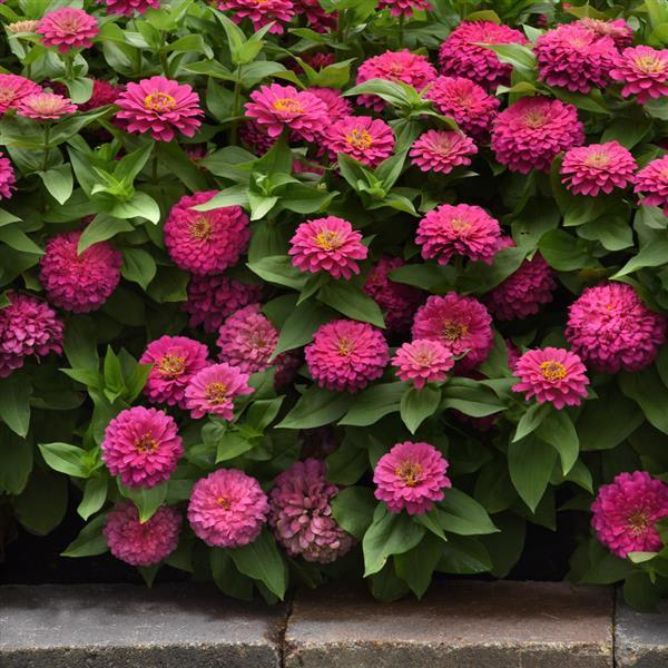 Zesty™ Pink Zinnia - Landscape