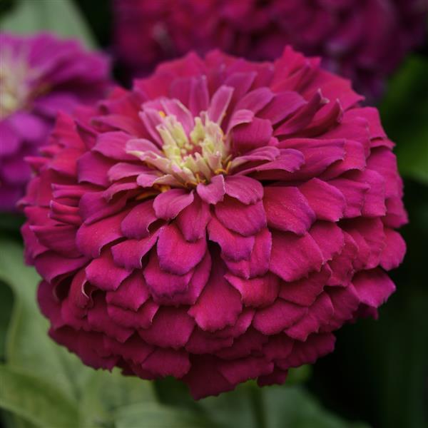 Zesty™ Purple Zinnia - Bloom