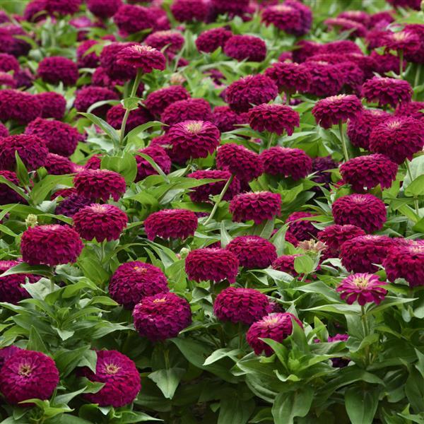 Zesty™ Purple Zinnia - Commercial Landscape 2