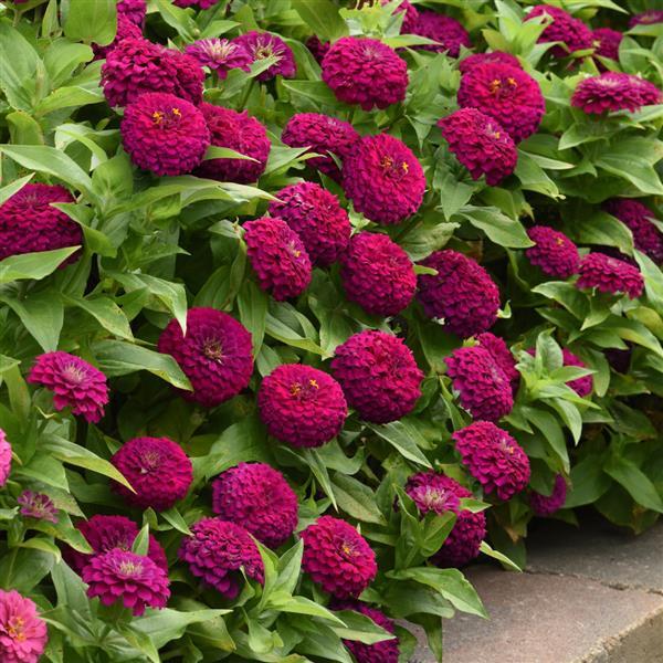 Zesty™ Purple Zinnia - Commercial Landscape 3