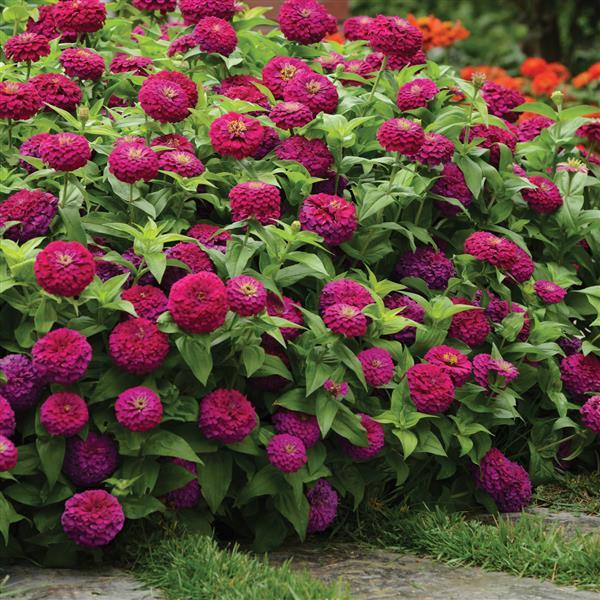 Zesty™ Purple Zinnia - Landscape