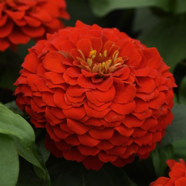 Zesty™ Scarlet Zinnia - Bloom