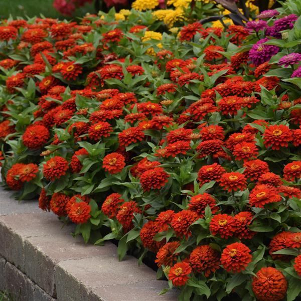 Zesty™ Scarlet Zinnia - Commercial Landscape 1