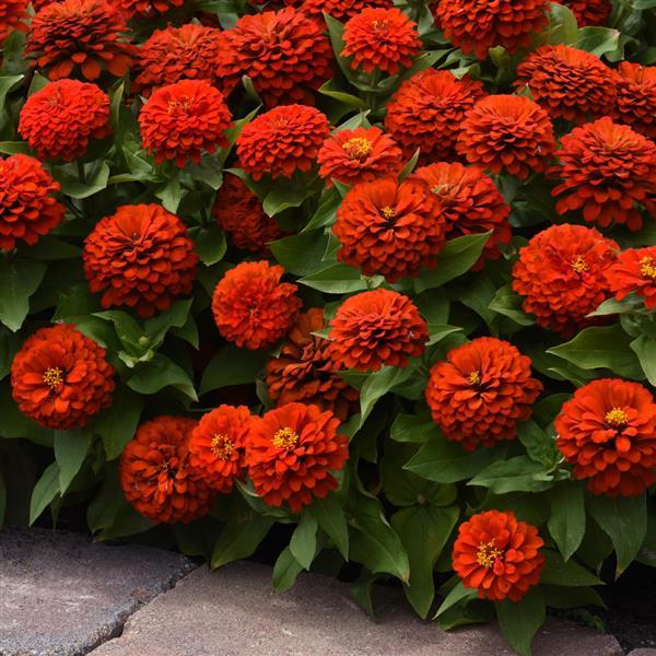 Zesty™ Scarlet Zinnia - Landscape