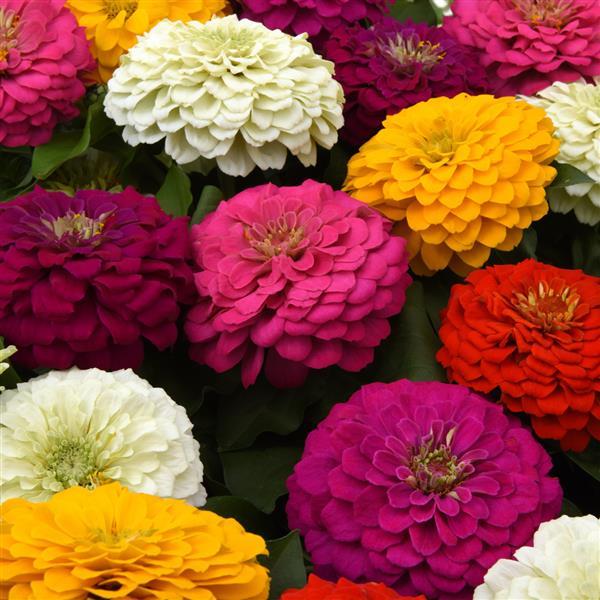 Zesty™ Mixture Zinnia - Bloom