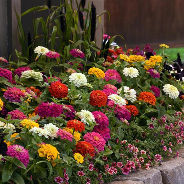 Zesty™ Mixture Zinnia - Commercial Landscape 1