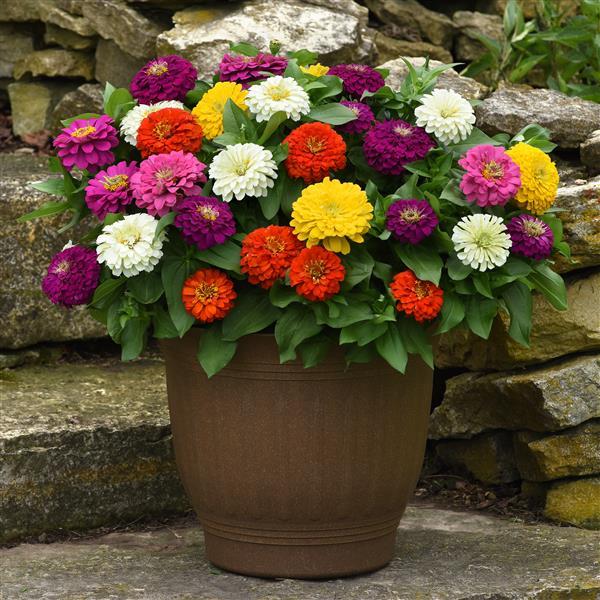 Zesty™ Mixture Zinnia - Container