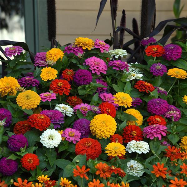 Zesty™ Mixture Zinnia - Landscape