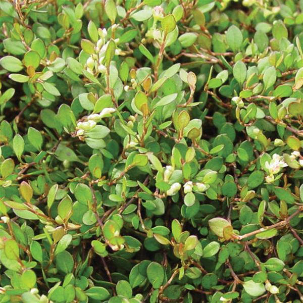  Muehlenbeckia - Bloom