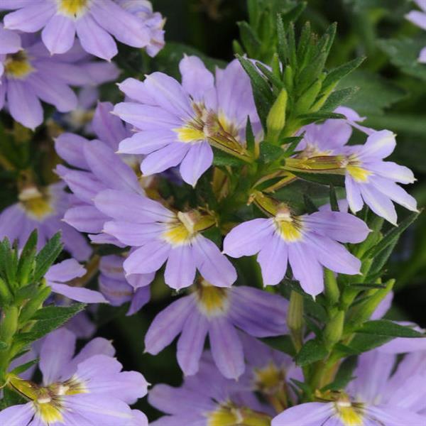 Bondi™ Blue Scaevola - Bloom