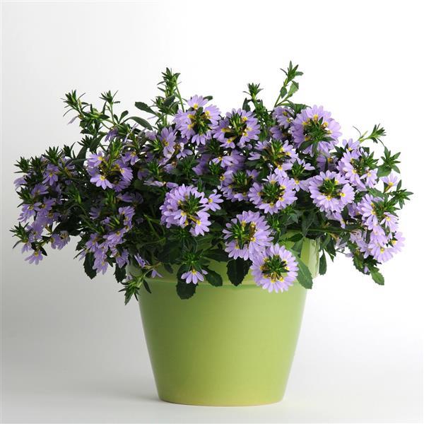 Bondi™ Blue Scaevola - Container