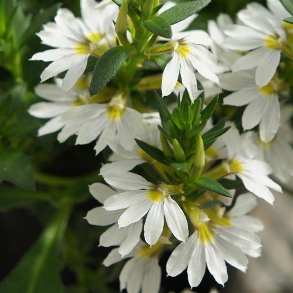 Bondi™ White Scaevola - Bloom