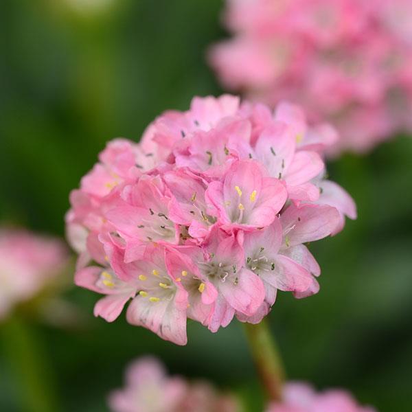 Armeria Dreameria® Daydream - Bloom