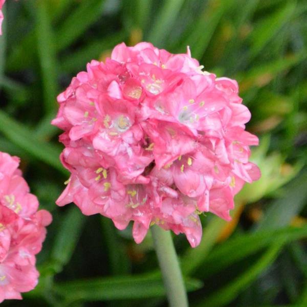 Armeria Dreameria® Dreamland - Bloom