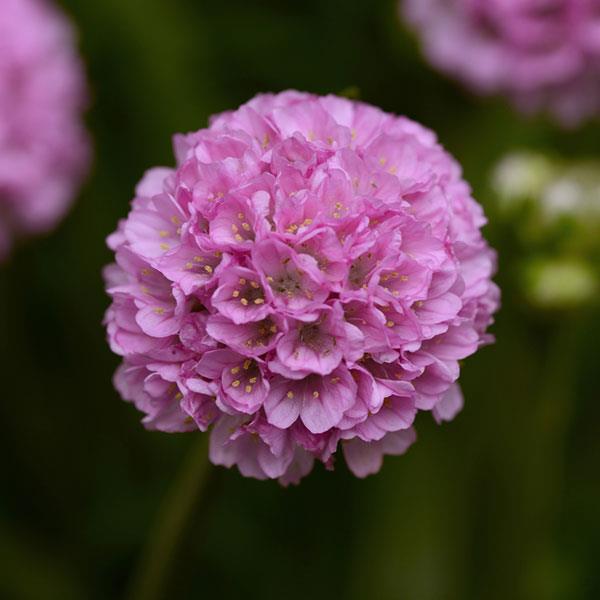 Armeria Dreameria® Sweet Dreams - Bloom