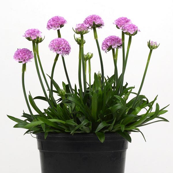 Armeria Dreameria® Sweet Dreams - Container