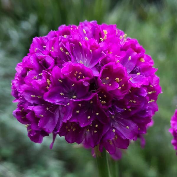 Armeria Dreameria® Vivid Dreams - Bloom