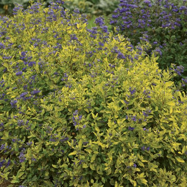 Caryopteris Gold Crest - Landscape