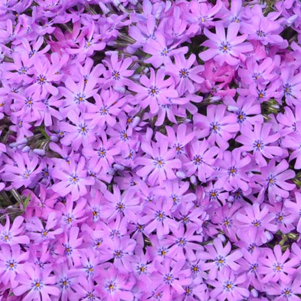 Phlox subulata Bedazzled Pink - Bloom