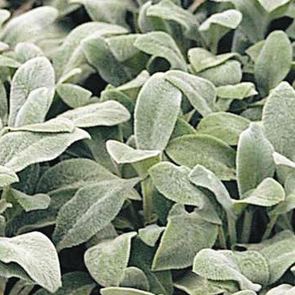 Stachys Helene Von Stein - Bloom