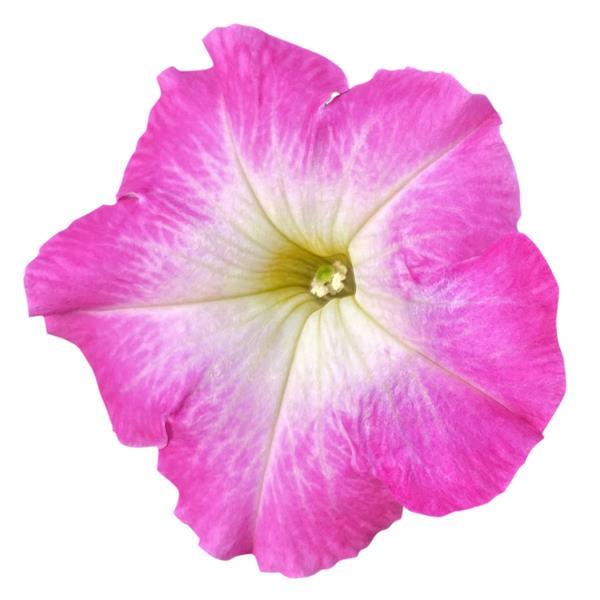 Pretty Flora™ Rose Morn Petunia