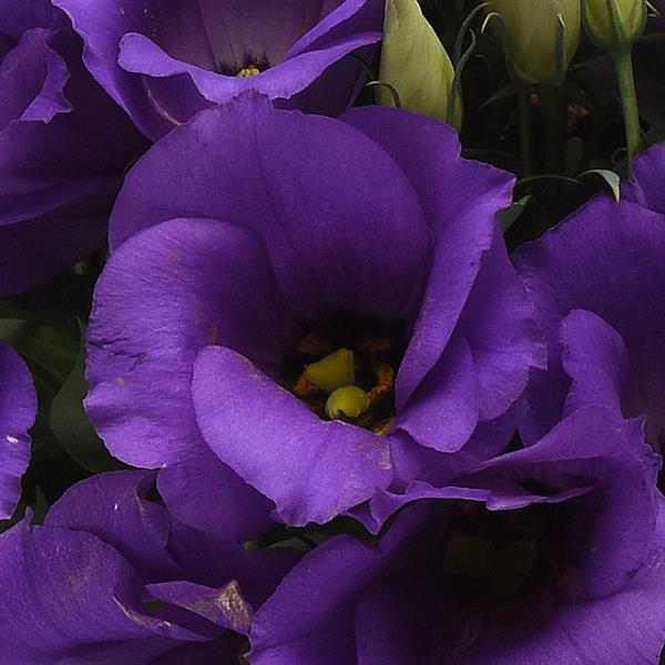 Sapphire Blue Lisianthus - Bloom