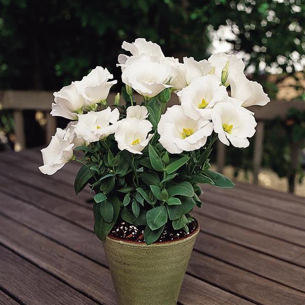Sapphire White Lisianthus - Container