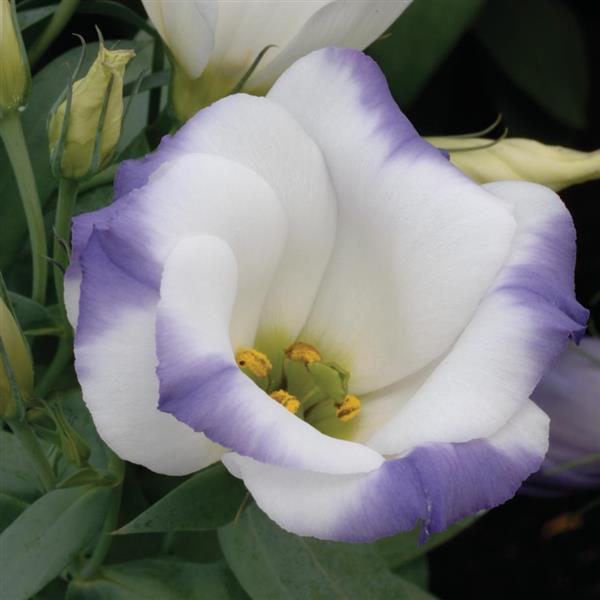 Sapphire Blue Chip Lisianthus - Bloom