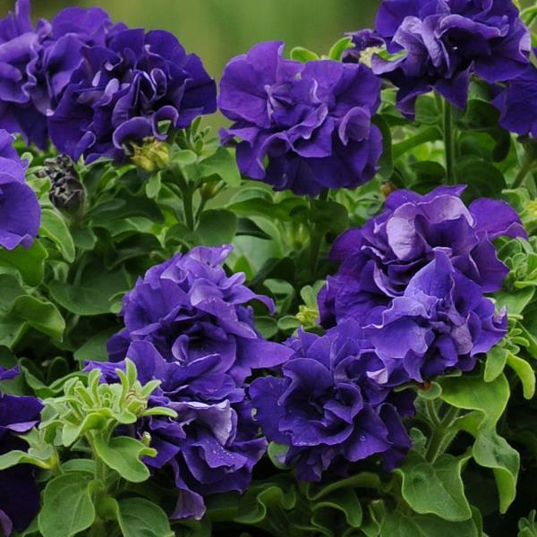 Double Cascade Blue Double Petunia - Bloom
