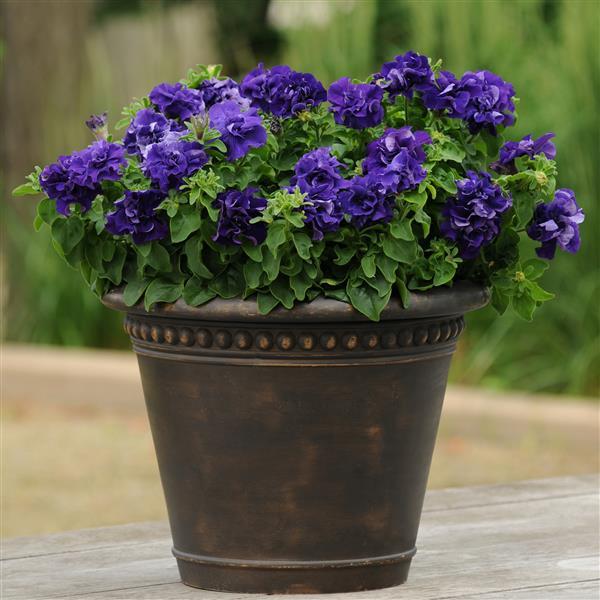 Double Cascade Blue Double Petunia - Container